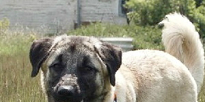 kangal caucaso alabai asia central cao boerboel Ridgeback Fila Transmontano Fila de Sao Mi