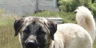 kangal caucaso alabai asia central cao boerboel Ridgeback Fila Transmontano Fila de Sao Mi - mejor precio | unprecio.es