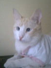 Me llamo Pigui soy un gatito - mejor precio | unprecio.es
