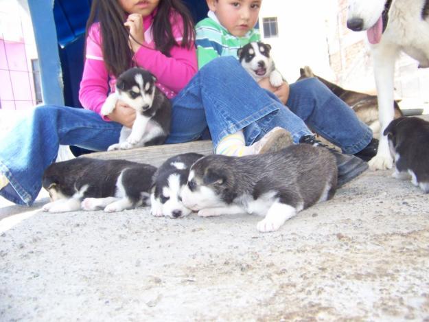 peques de husky siberiano para adopcion