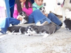 peques de husky siberiano para adopcion - mejor precio | unprecio.es