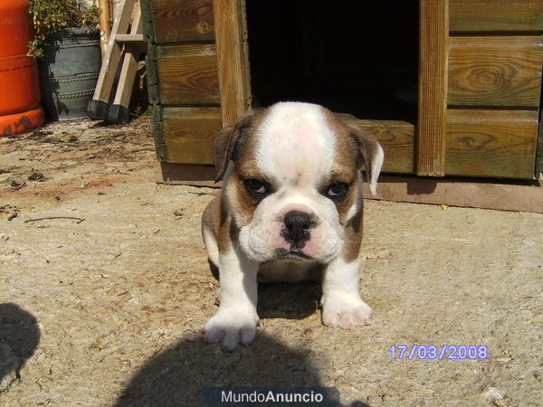 perros barcelona