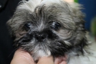 Precioso Shih Tzu de 63 días - mejor precio | unprecio.es