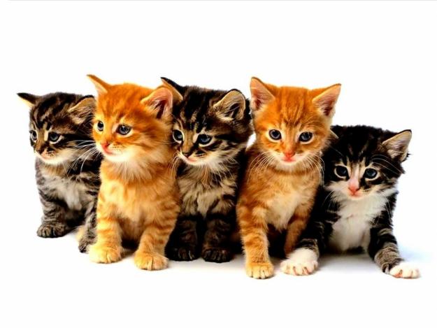 REGALO 12 GATITOS (No se venden)