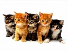 REGALO 12 GATITOS (No se venden) - mejor precio | unprecio.es