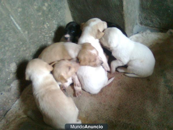 REGALO PERRITOS