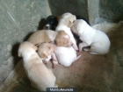 REGALO PERRITOS - mejor precio | unprecio.es
