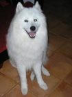 SAMOYEDO BUSCA NOVIA - mejor precio | unprecio.es