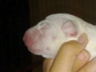 SE VENDE CACHORRO MACHO BULL TERRIER HIJO TYEBAR GROUNDPOWER - mejor precio | unprecio.es