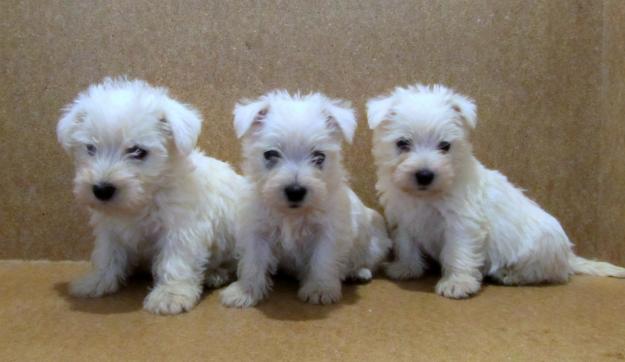 WESTY , MUY BONITOS, 390€