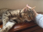 Vendo gata común - mejor precio | unprecio.es