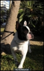 Ofrezco Bulldog Francés macho para monta.Cadiz - mejor precio | unprecio.es