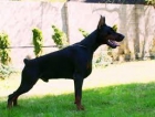 camada de dobermann de ensueño - mejor precio | unprecio.es