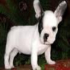 achorros de Bulldog (pupies Buldog francés) - mejor precio | unprecio.es