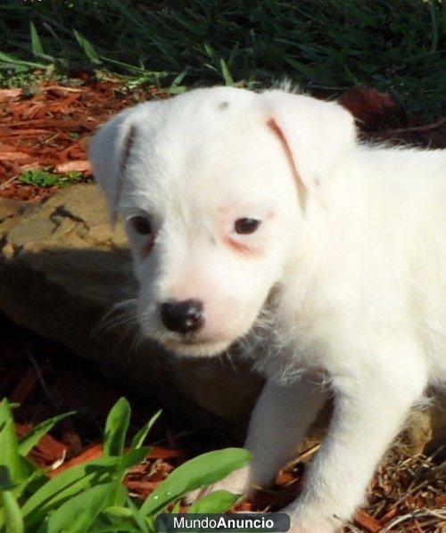 Adoption,Regalo jack russel cachorro