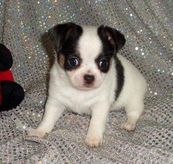 cachorro chihuahua listo para Navidad