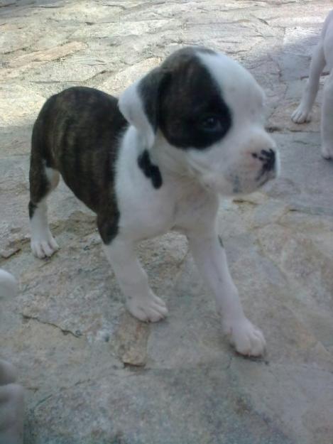 cachorros boxer