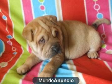 Camada de Shar Peis en Valencia