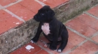 camada pitbull - mejor precio | unprecio.es