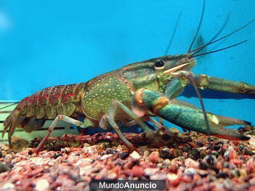 Compro langosta australiana, Red claw,Cherax quadricarinatus