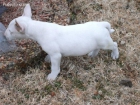 Excelentes bull terrier cachorros de 12 meses, - mejor precio | unprecio.es