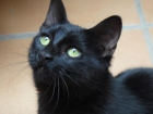 Gatita NINA en adopción. ¡No compres, adopta! - mejor precio | unprecio.es