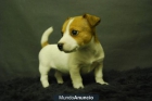 Magnificos Cachorros de Jack rUSELL tERRIER - mejor precio | unprecio.es