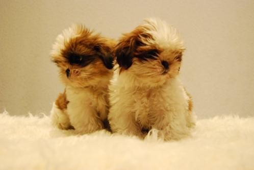 preciosos cachorrines de shi tzu a elegir.espectacular camada.hembras y machos