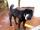 Shar pei macho para monta en Cadiz - mejor precio | unprecio.es