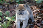 Shiba inu cachorros - mejor precio | unprecio.es