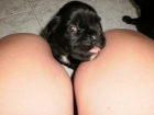 VENDO CACHORROS DE BOXER - mejor precio | unprecio.es
