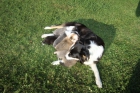 ¡Irresistible! Cachorros de Border Collie buscan familia - mejor precio | unprecio.es