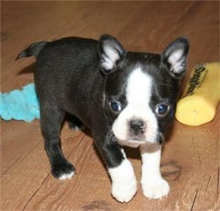 Boston Terrier Cachorros listos para calentar el corazón