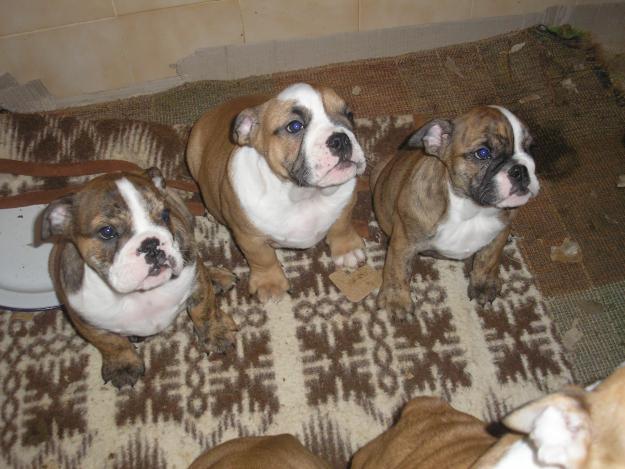 buldog ingles cachorros a 800