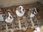 buldog ingles cachorros a 800 - mejor precio | unprecio.es