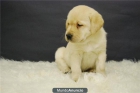 cachorros de golden, perritos disponibles con dos meses - mejor precio | unprecio.es