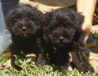 CACHORROS DE SCHNAUZER MINIATURA - mejor precio | unprecio.es