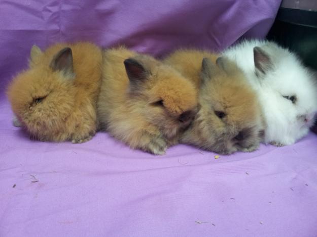 CONEJITOS VARIAS RAZAS, TEDDY BEAR,  BELIER ANGORA, COBAYAS PERUANAS