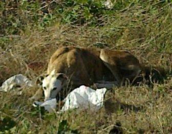 GALGO ABANDONADO, ESTÁ EN LA CALLE...URGE ACOGIDA O ADOPCIÓN¡¡