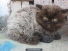 Gatos persas - mejor precio | unprecio.es