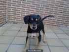 Kai, macho, 2 meses. EN ADOPCIÓN - mejor precio | unprecio.es