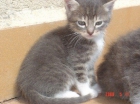 Marcus precioso gatito cruce de azul en adopcion - mejor precio | unprecio.es