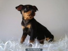 Mini Pinscher entregados con vacunas y chip - mejor precio | unprecio.es