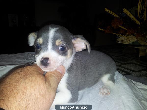 preciosos chihuahuas con pedigri