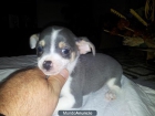 preciosos chihuahuas con pedigri - mejor precio | unprecio.es