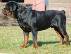 rottweiler excelentes cachorritos de 2 meses con muy buen pedigree - mejor precio | unprecio.es