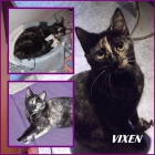 VIXEN. Gata carey totalmente casera y cariñosa. SEVILLA. - mejor precio | unprecio.es