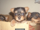 yorkshire terrier - mejor precio | unprecio.es