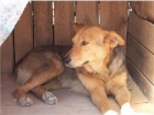 Bella, pastora alemana de dos años. Esterilizada - mejor precio | unprecio.es