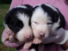 border collie cachorros - mejor precio | unprecio.es